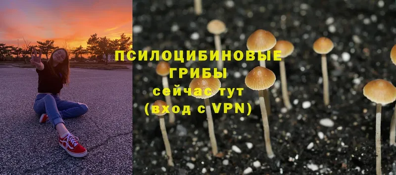 Псилоцибиновые грибы MAGIC MUSHROOMS Старый Оскол